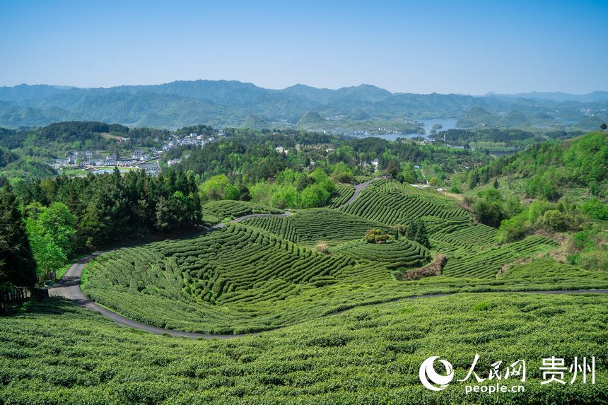 Little leaves of tea becomes big business in China’s Guizhou