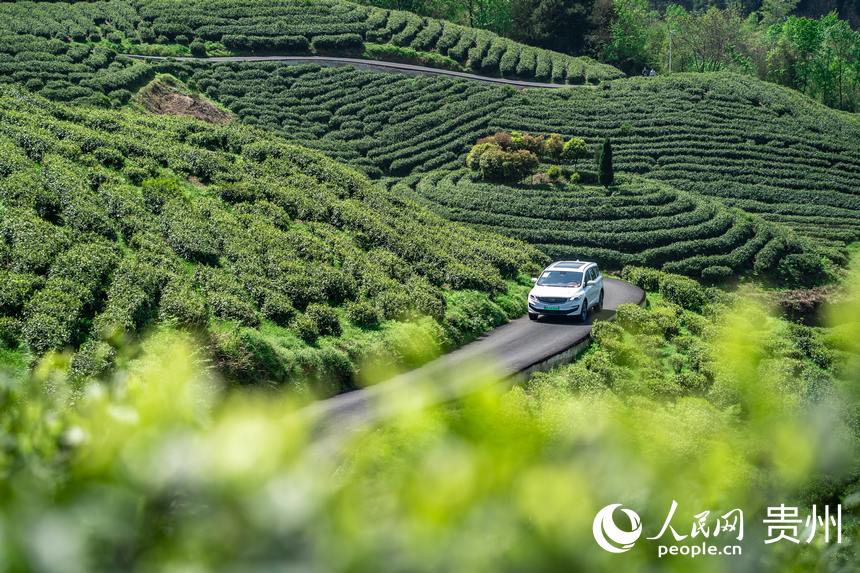 Little leaves of tea becomes big business in China’s Guizhou