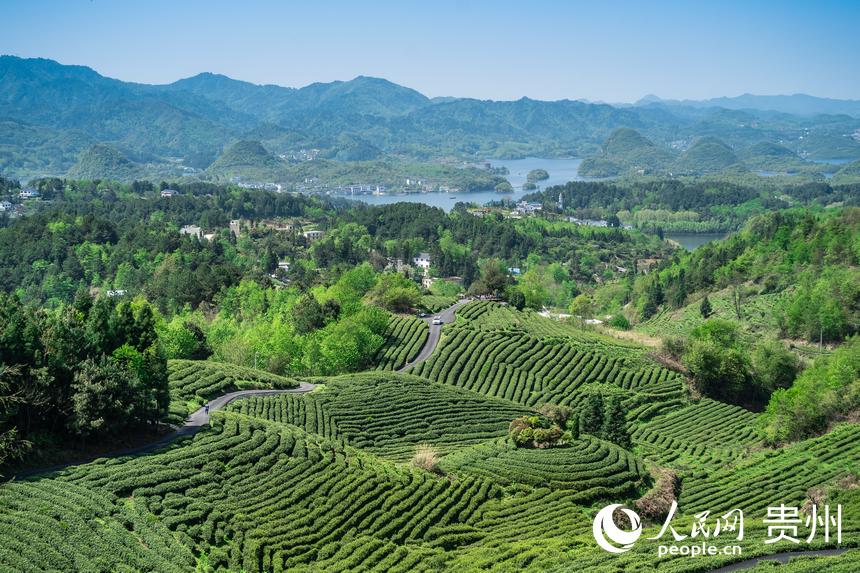 Little leaves of tea becomes big business in China’s Guizhou