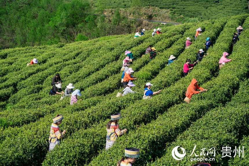 Little leaves of tea becomes big business in China’s Guizhou