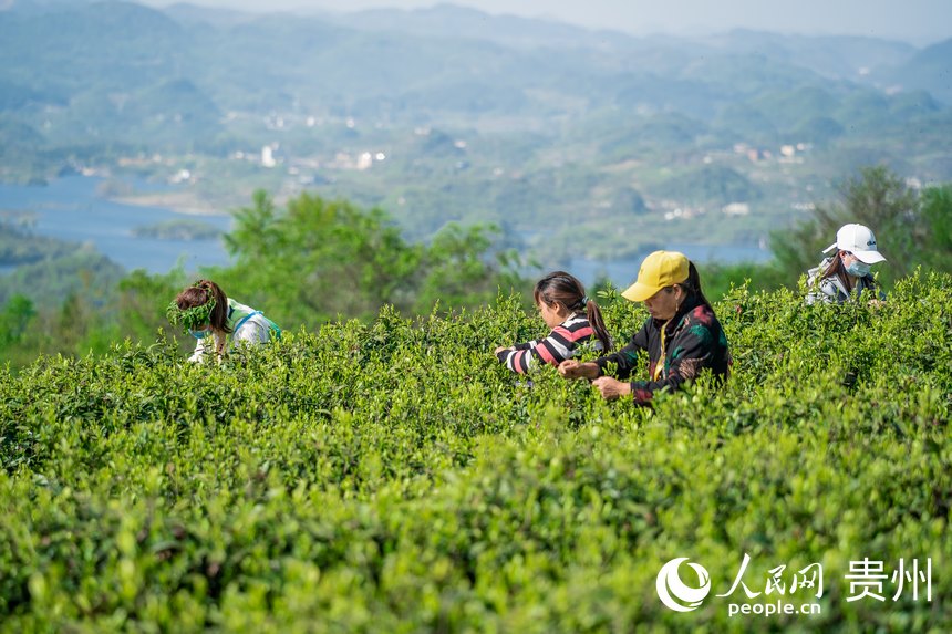 Little leaves of tea becomes big business in China’s Guizhou