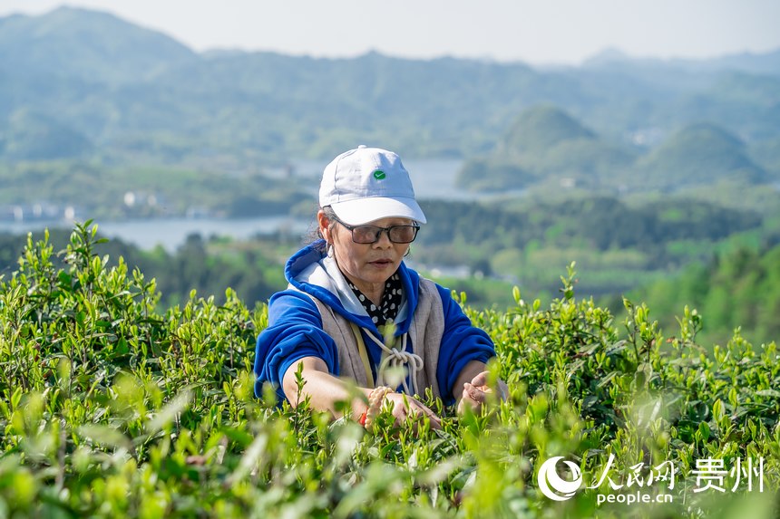 Little leaves of tea becomes big business in China’s Guizhou