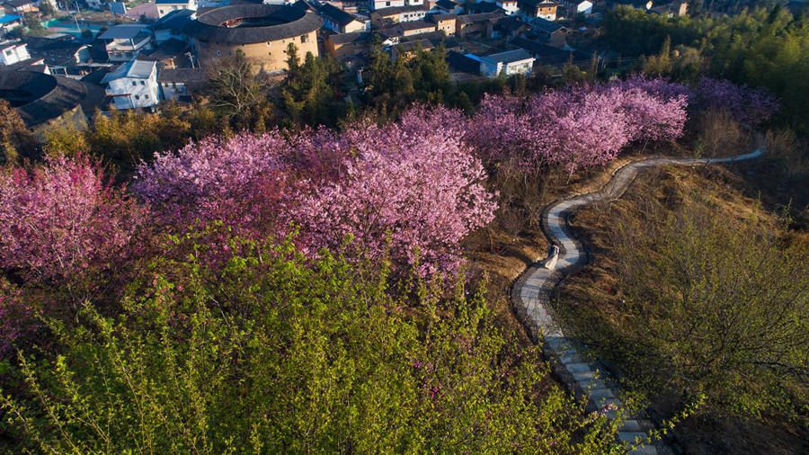 Blooming flowers freshen up age-old earthen buildings in SE China’s Fujian Province