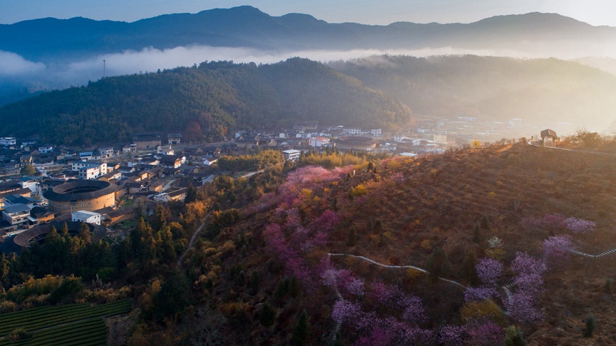 Blooming flowers freshen up age-old earthen buildings in SE China’s Fujian Province