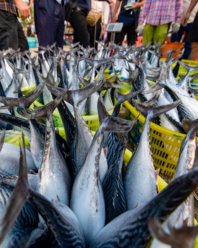 Fishermen of south China's Hainan greet late spring season with bountiful catch