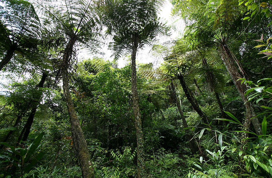 Sound ecological environment brings wealth to local residents in Wuzhishan city in Hainan