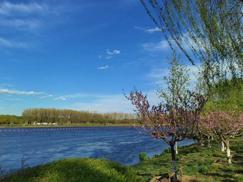 Spring scenery along section of Grand Canal in Beijing