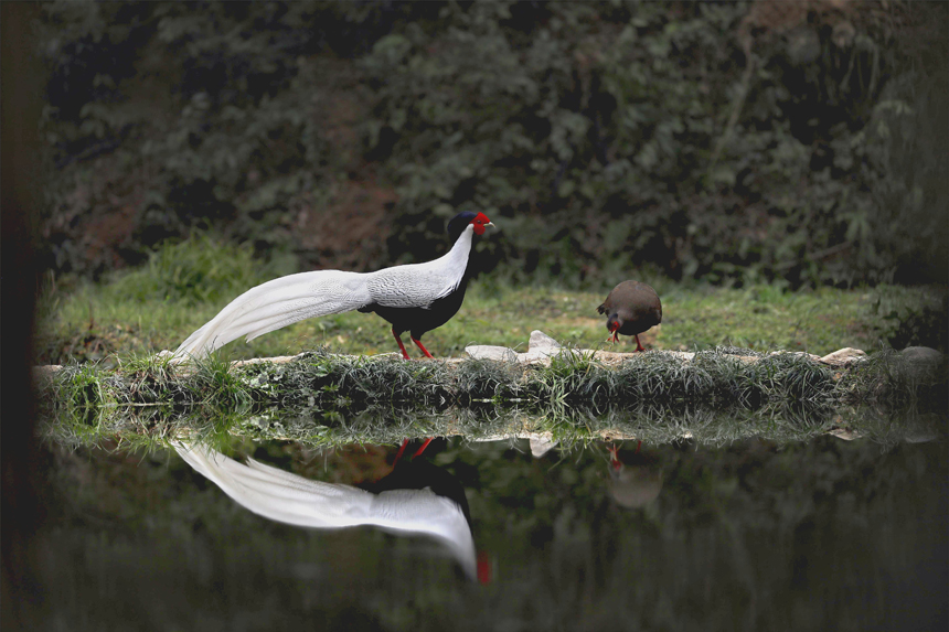 Rare silver pheasants flock together in greater numbers to forage at Yishan nature reserve in east China’s Jiangxi