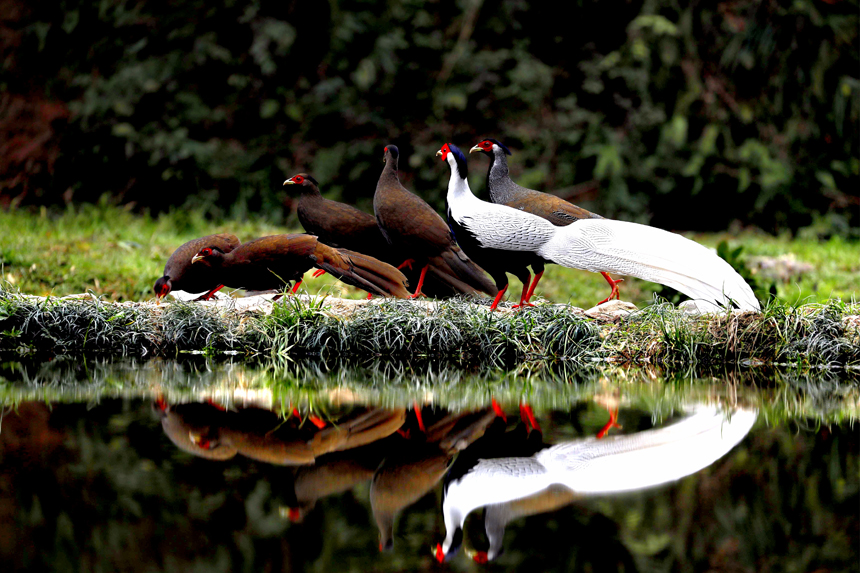 Rare silver pheasants flock together in greater numbers to forage at Yishan nature reserve in east China’s Jiangxi