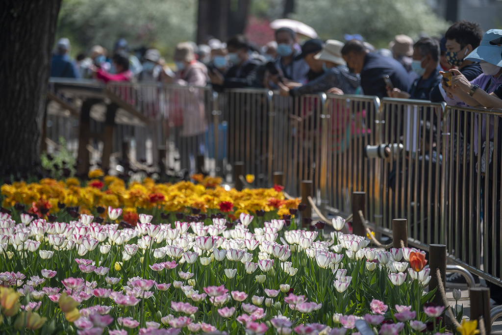 China National Botanical Garden in Beijing enters best time of year for admiring blooming flowers