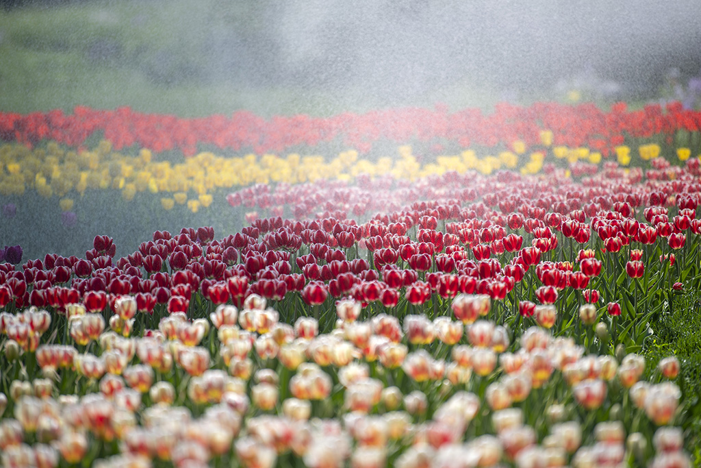 China National Botanical Garden in Beijing enters best time of year for admiring blooming flowers