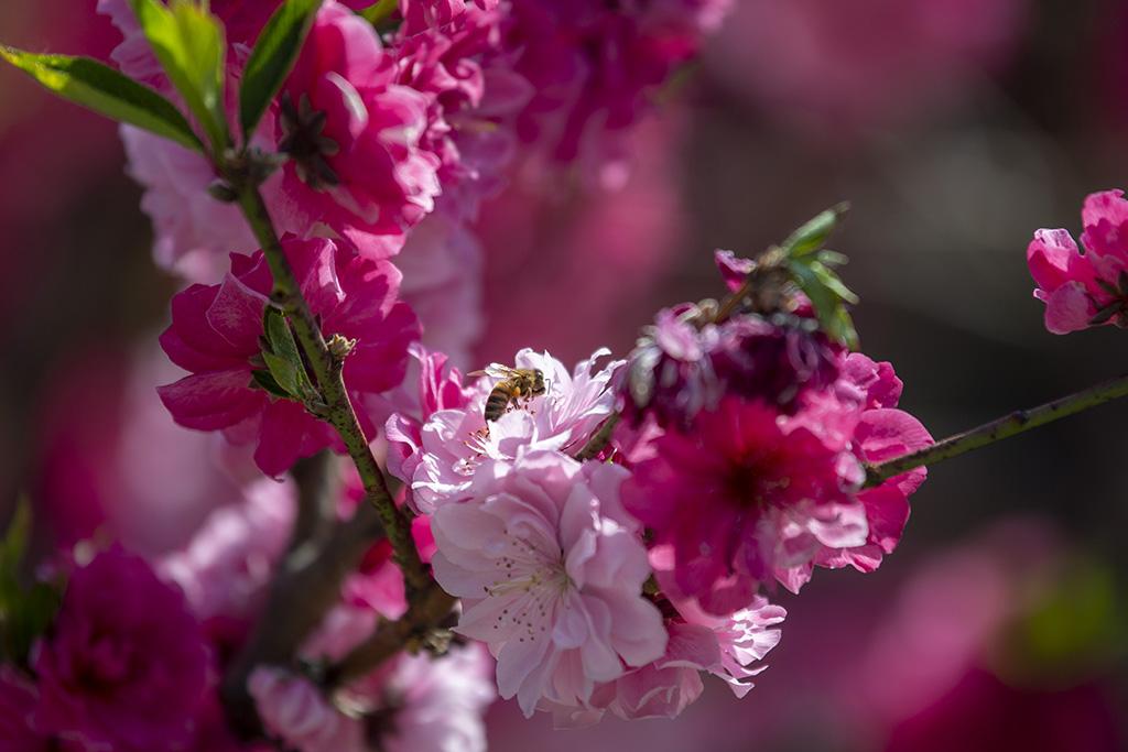 China National Botanical Garden in Beijing enters best time of year for admiring blooming flowers