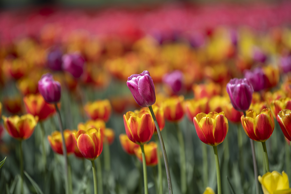 China National Botanical Garden in Beijing enters best time of year for admiring blooming flowers