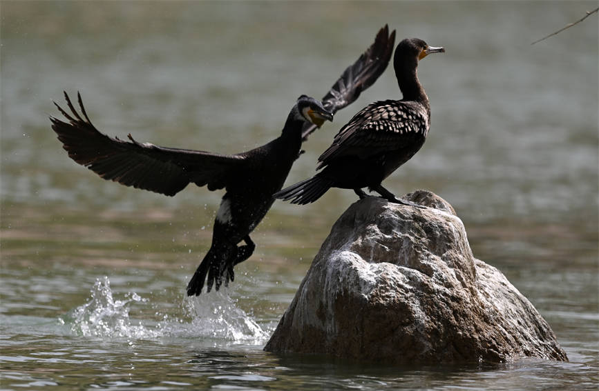 In pics: Water birds flock to pure waters of NW China’s Xinjiang