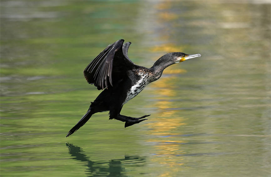 In pics: Water birds flock to pure waters of NW China’s Xinjiang