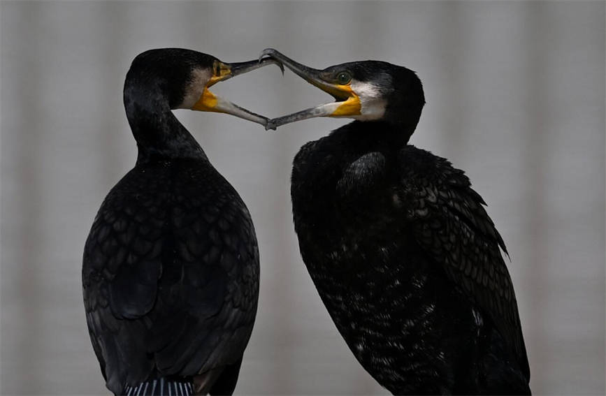 In pics: Water birds flock to pure waters of NW China’s Xinjiang