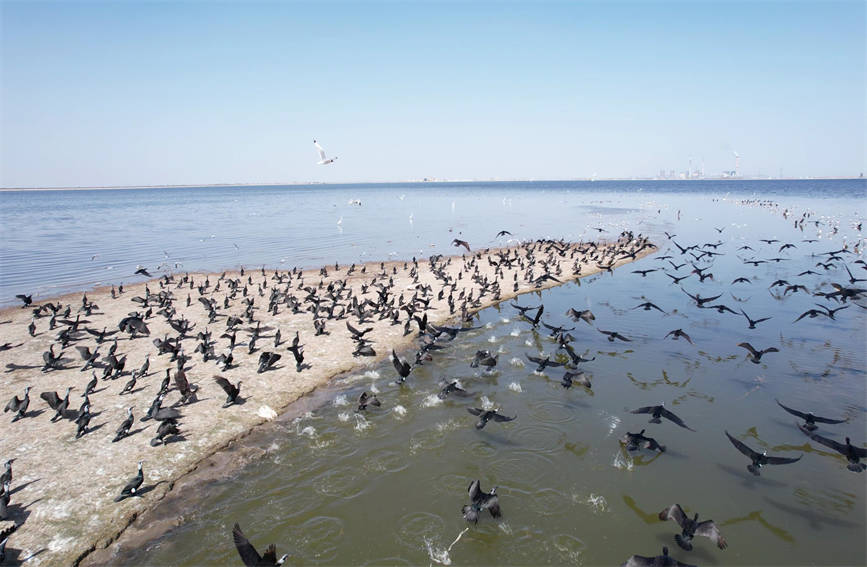 In pics: Water birds flock to pure waters of NW China’s Xinjiang