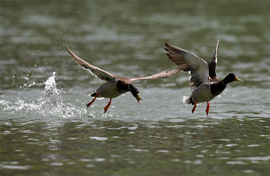 In pics: Water birds flock to pure waters of NW China’s Xinjiang