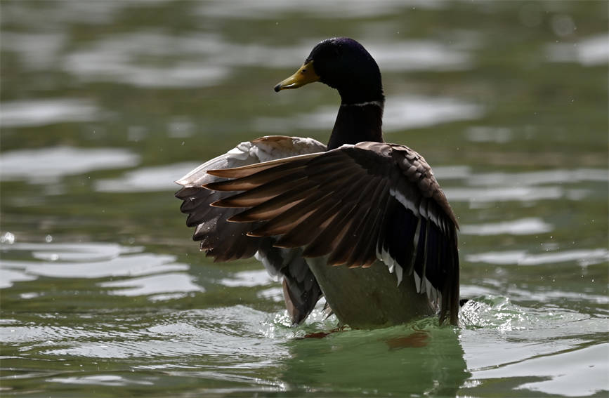 In pics: Water birds flock to pure waters of NW China’s Xinjiang