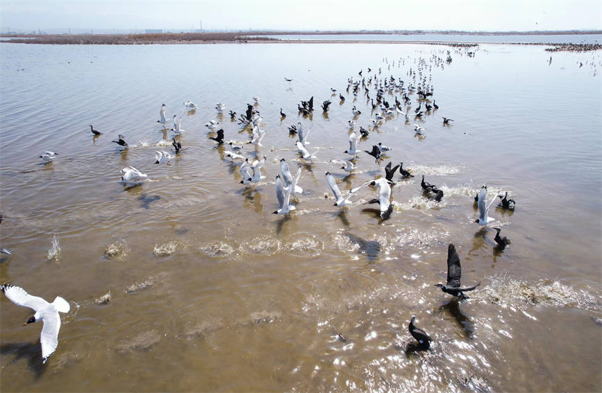 In pics: Water birds flock to pure waters of NW China’s Xinjiang