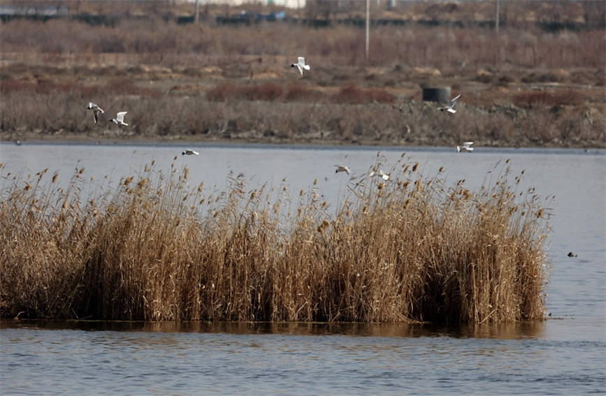 In pics: Water birds flock to pure waters of NW China’s Xinjiang