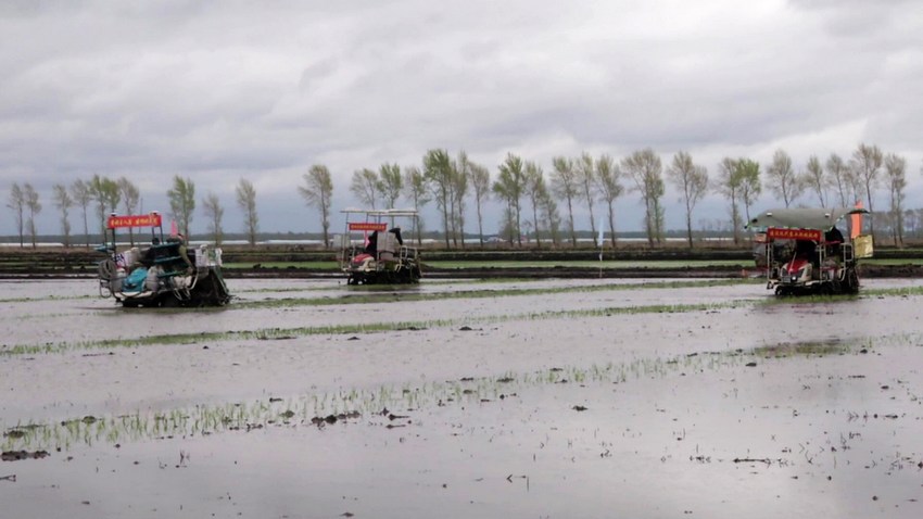 Beidou helps spring ploughing achieve unmanned rice transplanting in Heilongjiang