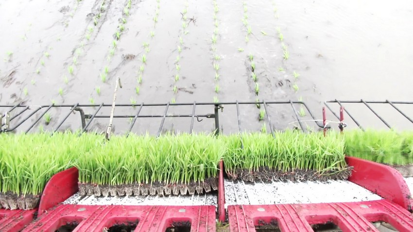 Beidou helps spring ploughing achieve unmanned rice transplanting in Heilongjiang