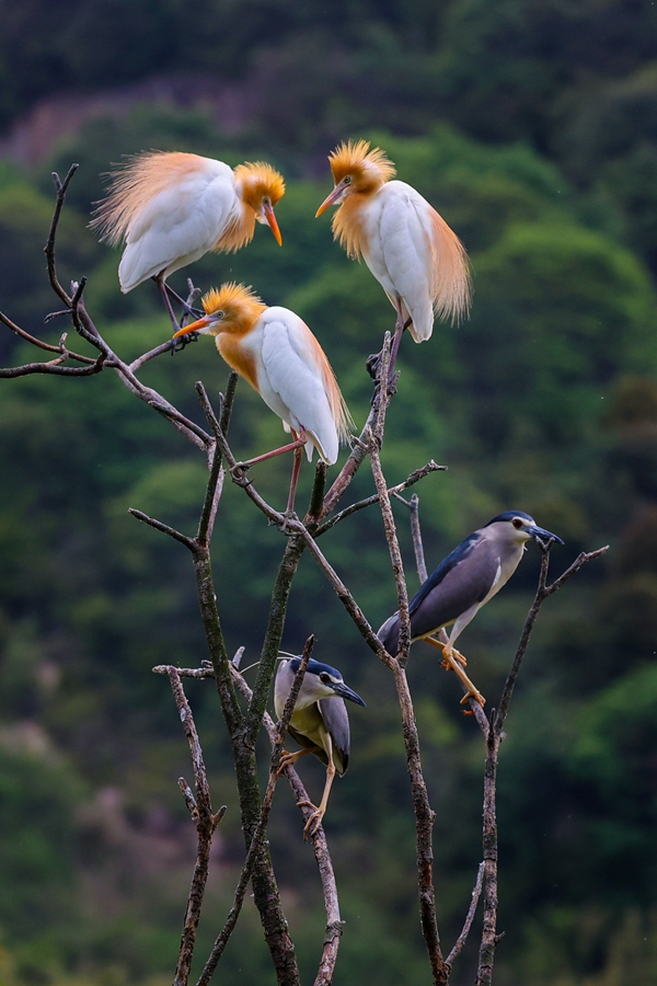 Improved local ecology attracts egrets in E China's Zhejiang