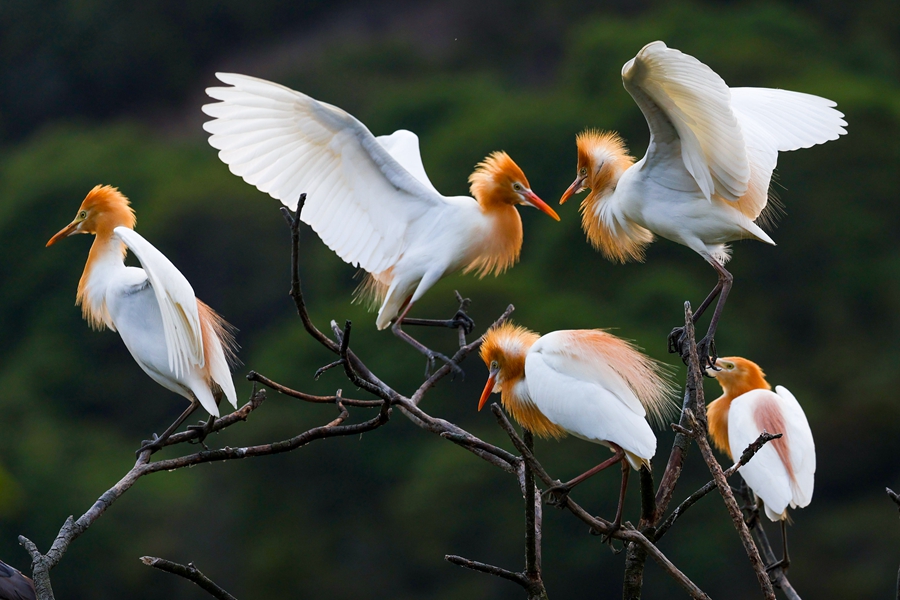 Improved local ecology attracts egrets in E China's Zhejiang