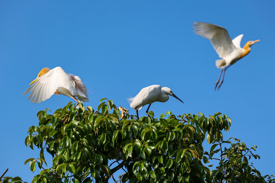 Improved local ecology attracts egrets in E China's Zhejiang