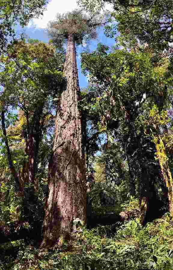 Tallest tree in Chinese mainland found in Tibet rising to height of 76.8 meters