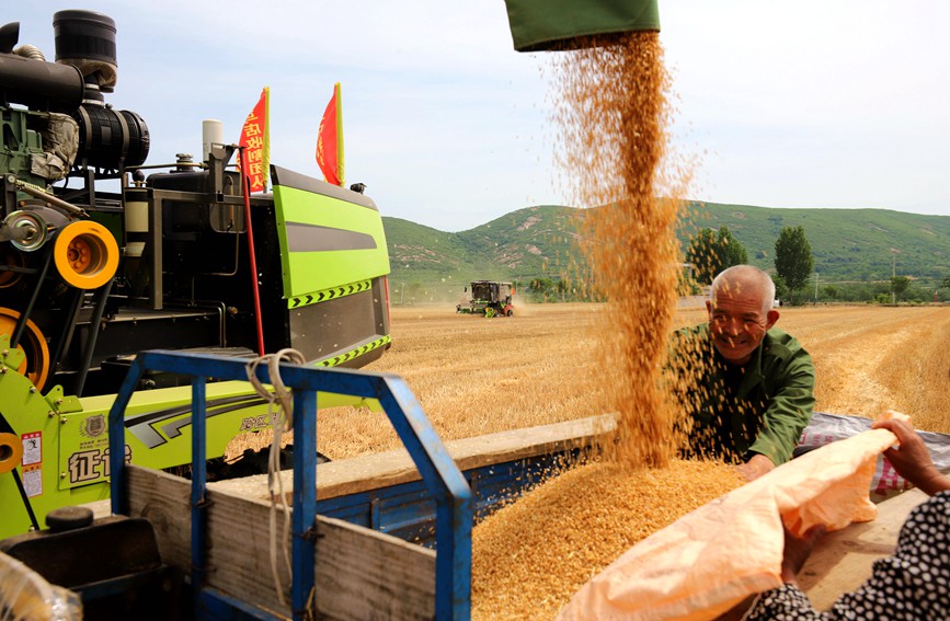 Farmers reap summer wheat in China’s Henan as busy harvesting season approaches