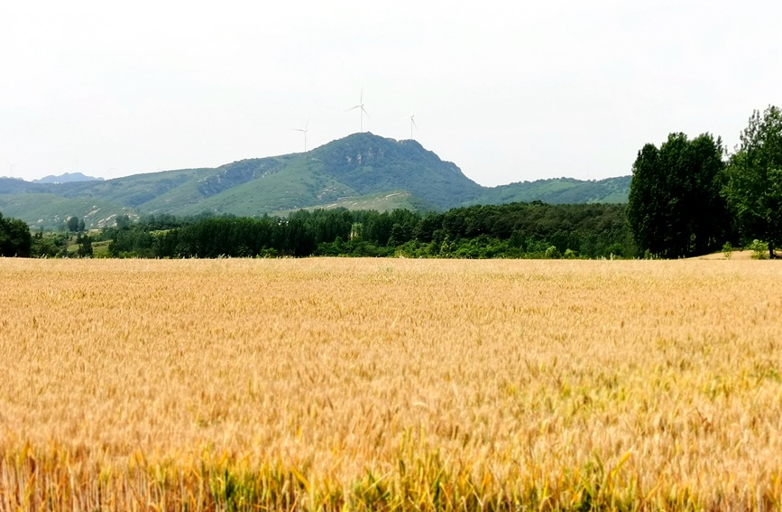 Farmers reap summer wheat in China’s Henan as busy harvesting season approaches