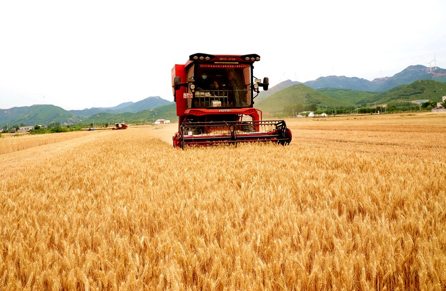 Farmers reap summer wheat in China’s Henan as busy harvesting season approaches