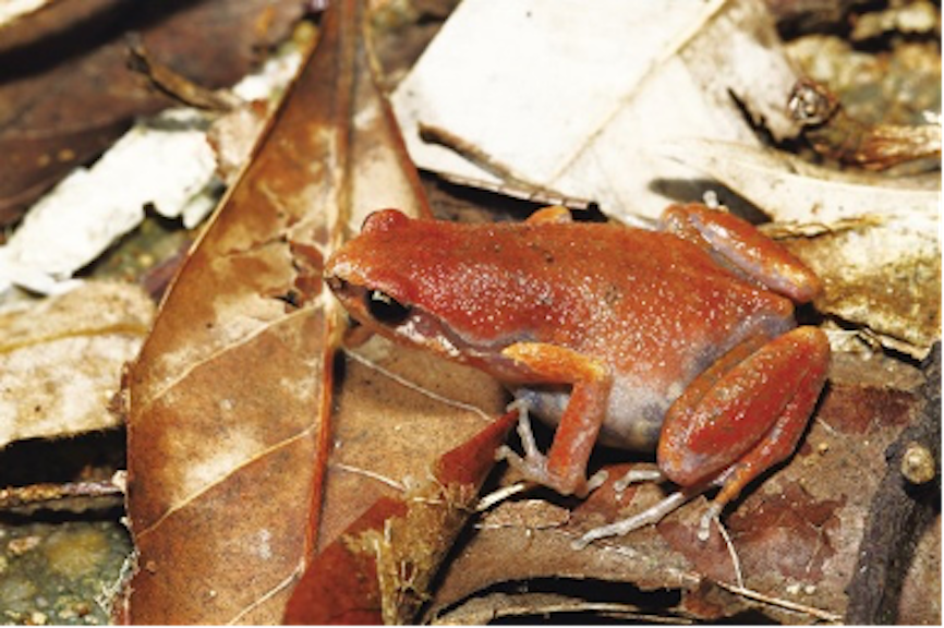 Hainan: China's tropical pearl features rich biodiversity