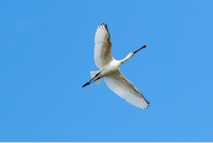 Hainan: China's tropical pearl features rich biodiversity