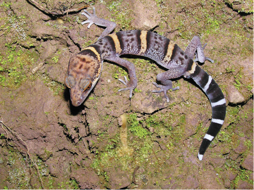 Hainan: China's tropical pearl features rich biodiversity