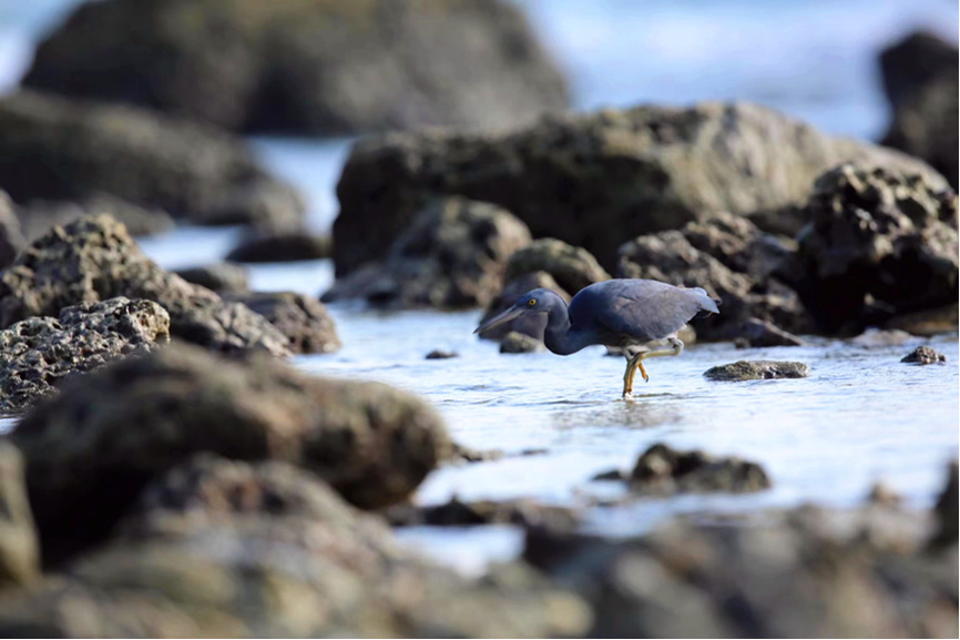 Hainan: China's tropical pearl features rich biodiversity