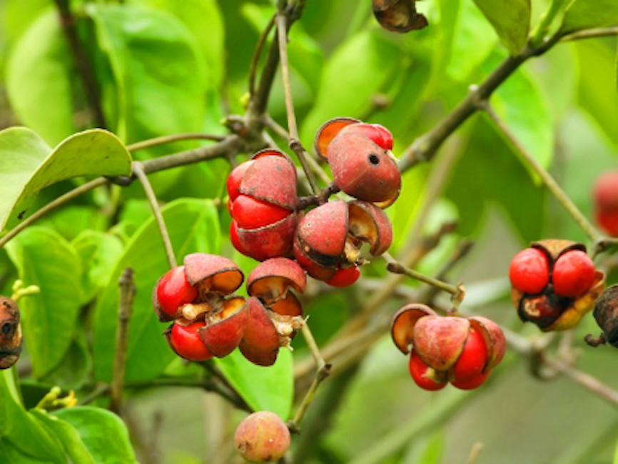 Hainan: China's tropical pearl features rich biodiversity