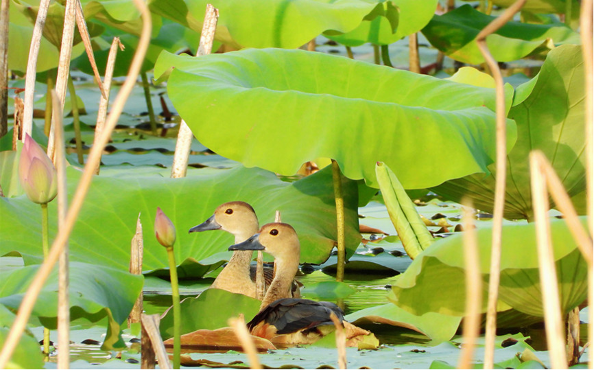 Hainan: China's tropical pearl features rich biodiversity