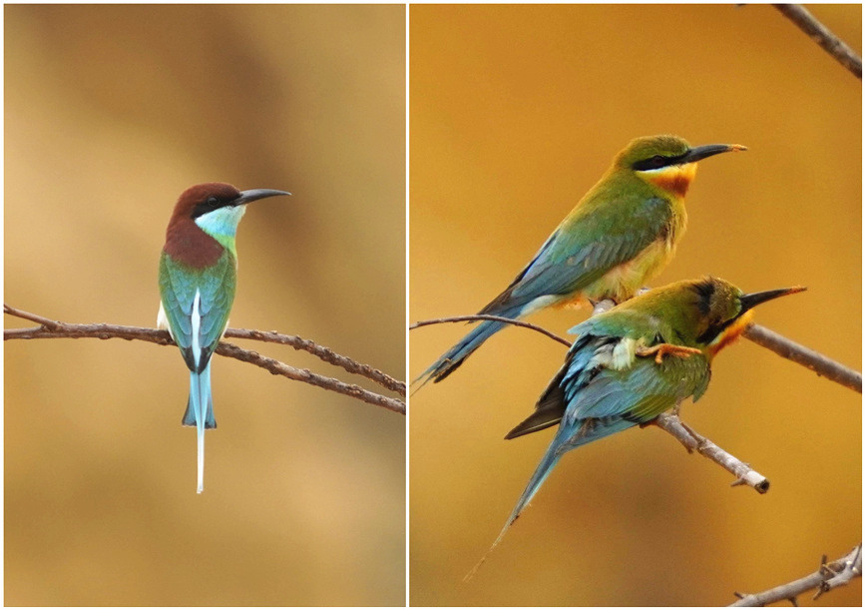 Hainan: China's tropical pearl features rich biodiversity