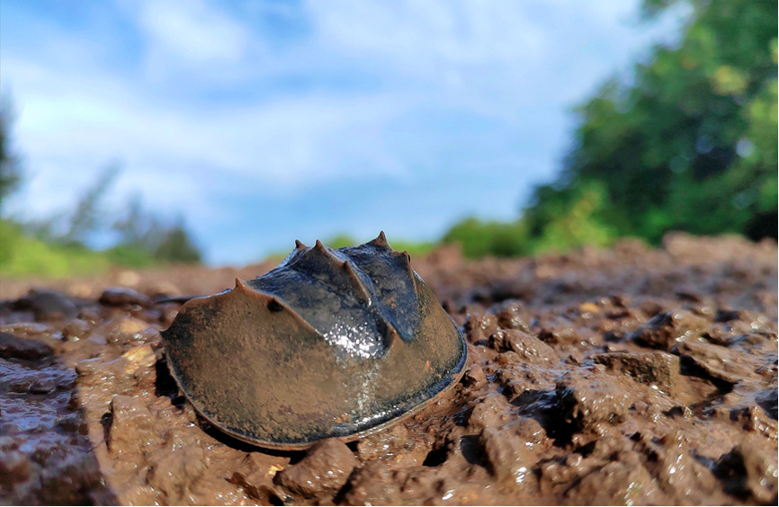 Hainan: China's tropical pearl features rich biodiversity