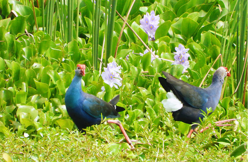 Hainan: China's tropical pearl features rich biodiversity