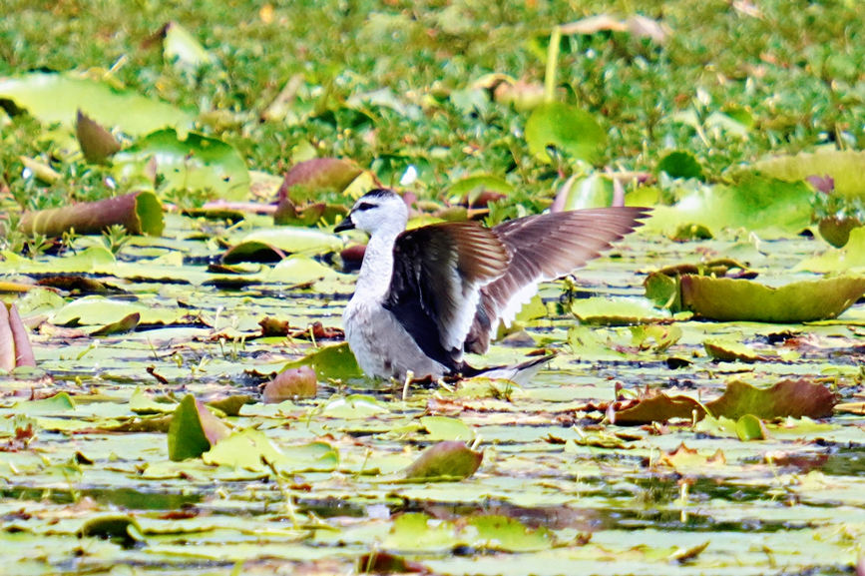 Hainan: China's tropical pearl features rich biodiversity