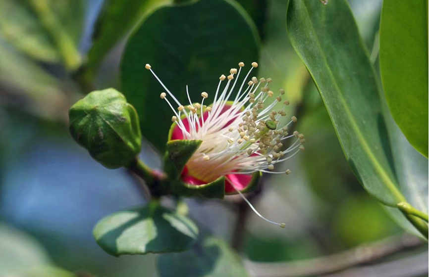 Hainan: China's tropical pearl features rich biodiversity