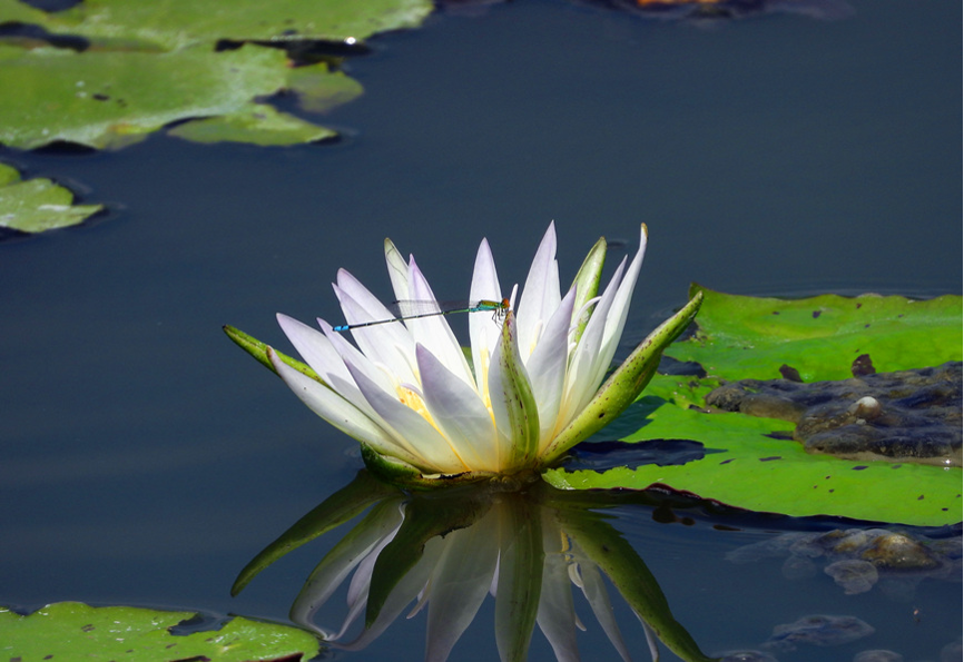 Hainan: China's tropical pearl features rich biodiversity