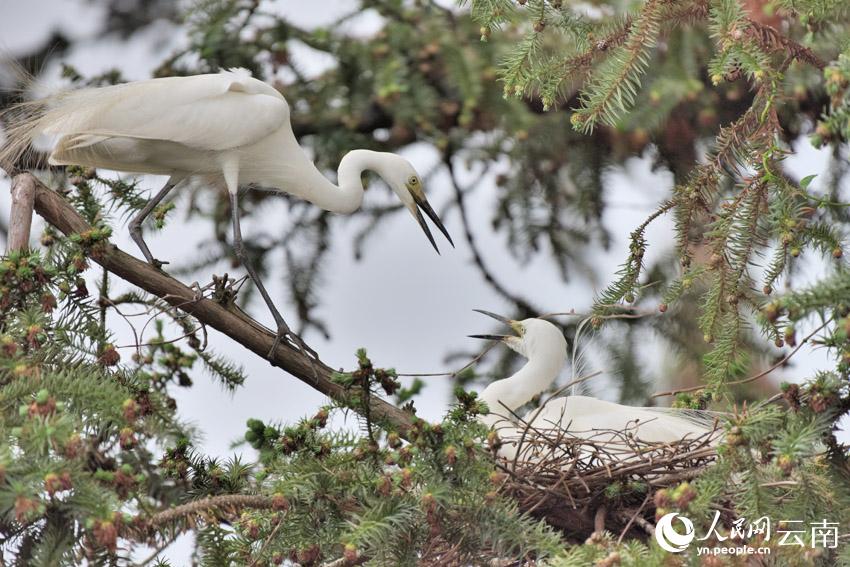 In pics: Various species of egrets live in harmony inside forest in SW China’s Yunnan