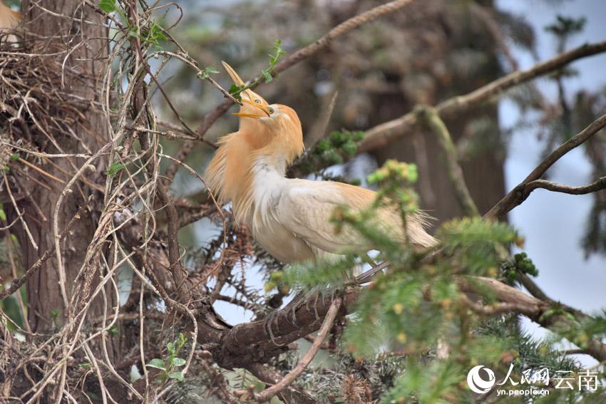 In pics: Various species of egrets live in harmony inside forest in SW China’s Yunnan