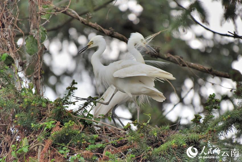 In pics: Various species of egrets live in harmony inside forest in SW China’s Yunnan