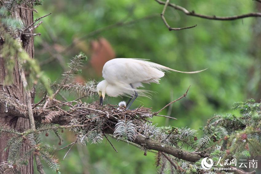 In pics: Various species of egrets live in harmony inside forest in SW China’s Yunnan